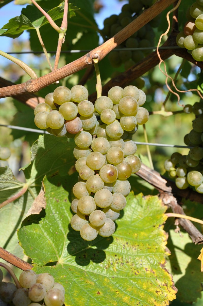 Manseng Gros Blanc - Cluster in the field