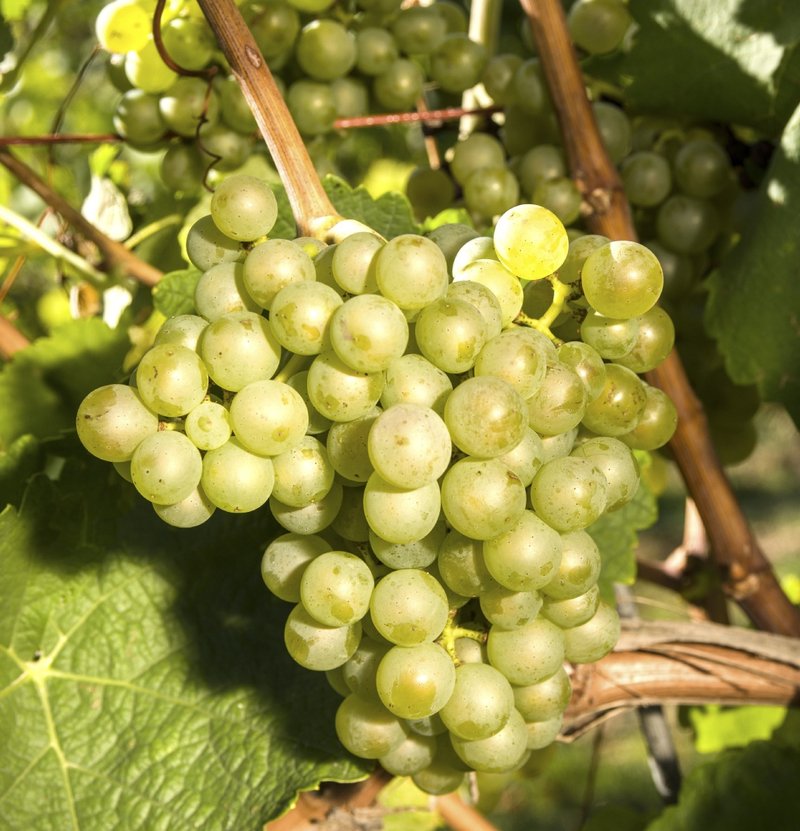 Mauzac Blanc - Cluster in the field