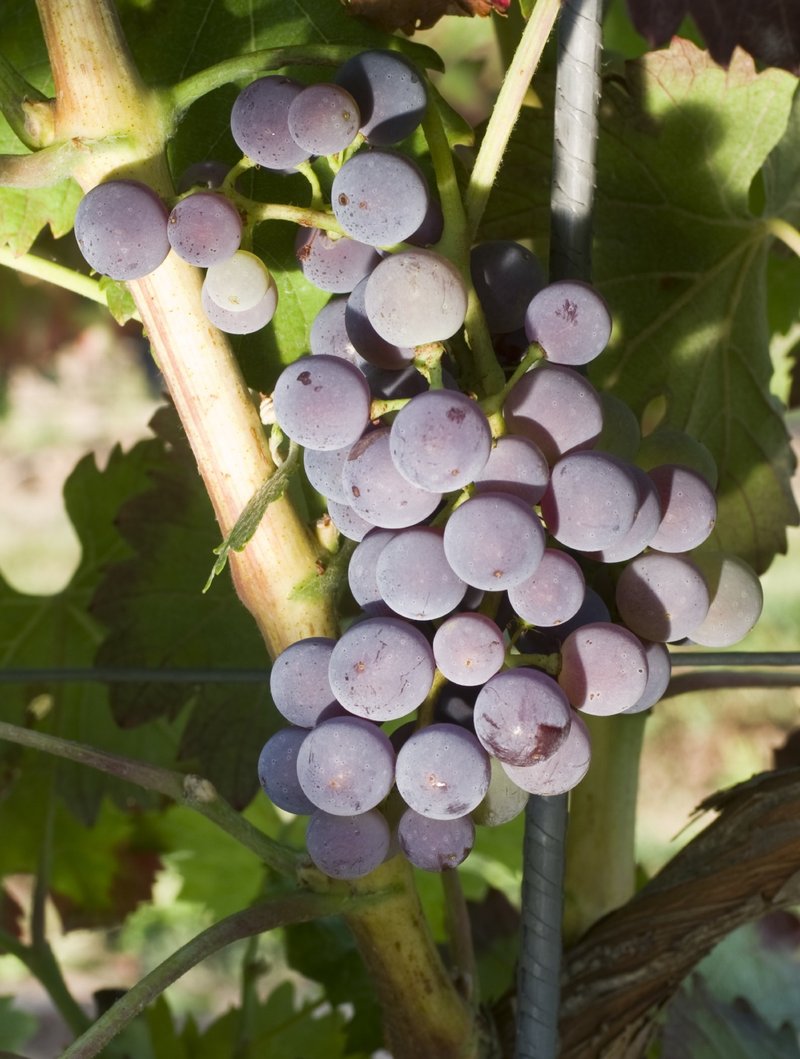 Mavrud - Cluster in the field