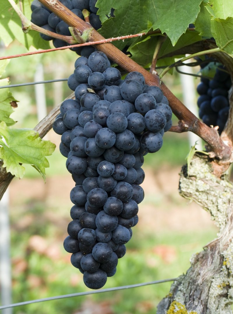 Medina - Cluster in the field