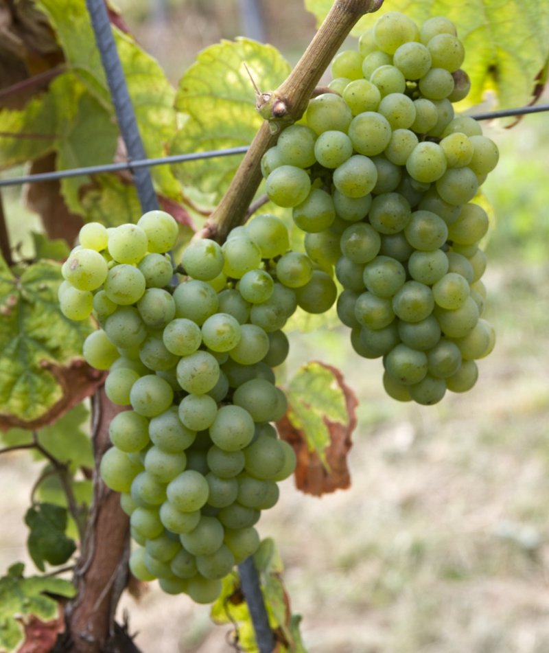Aubin Blanc - Cluster in the field