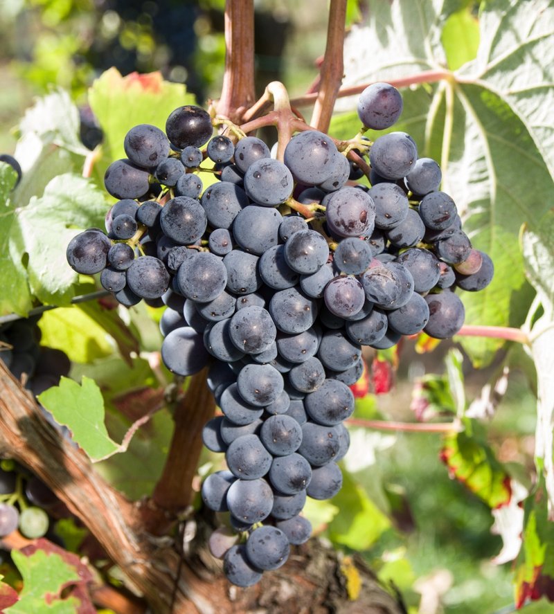 Aubun - Cluster in the field