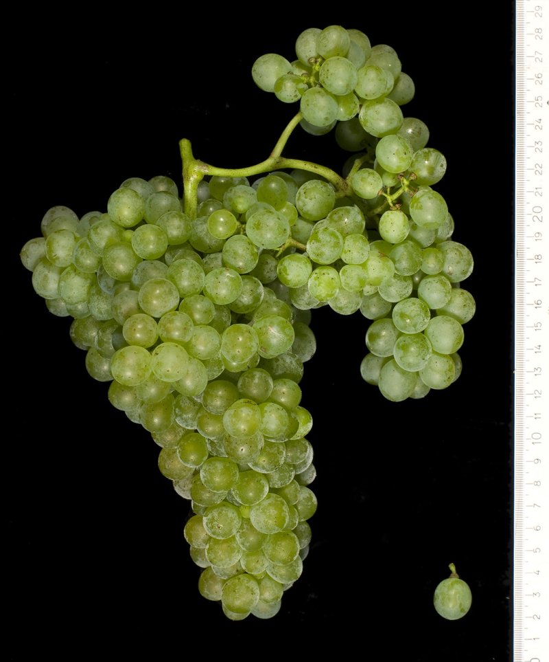 Merseguera - Cluster in the laboratory