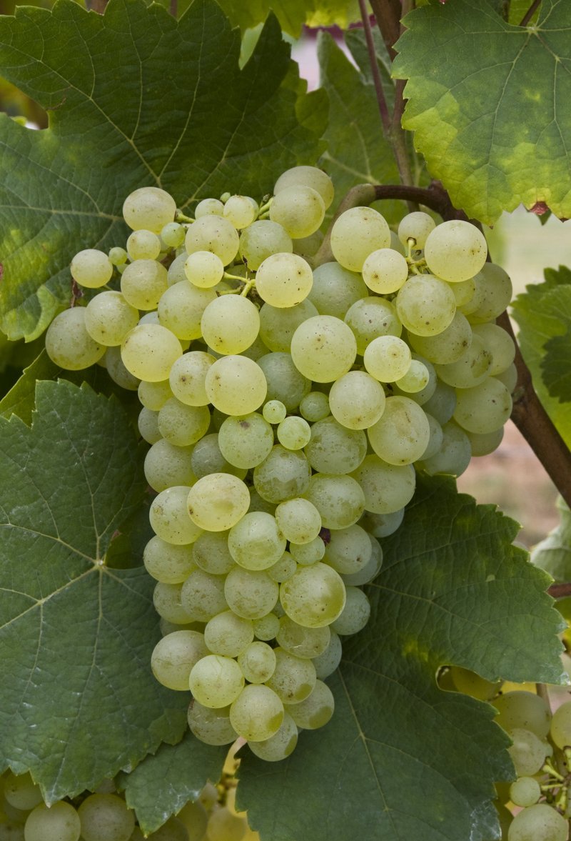 Meslier Saint Francois - Cluster in the field