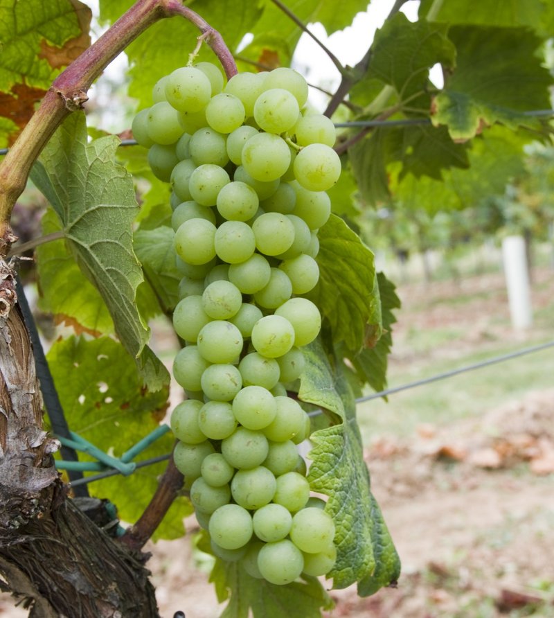 Misket Sandanski - Cluster in the field