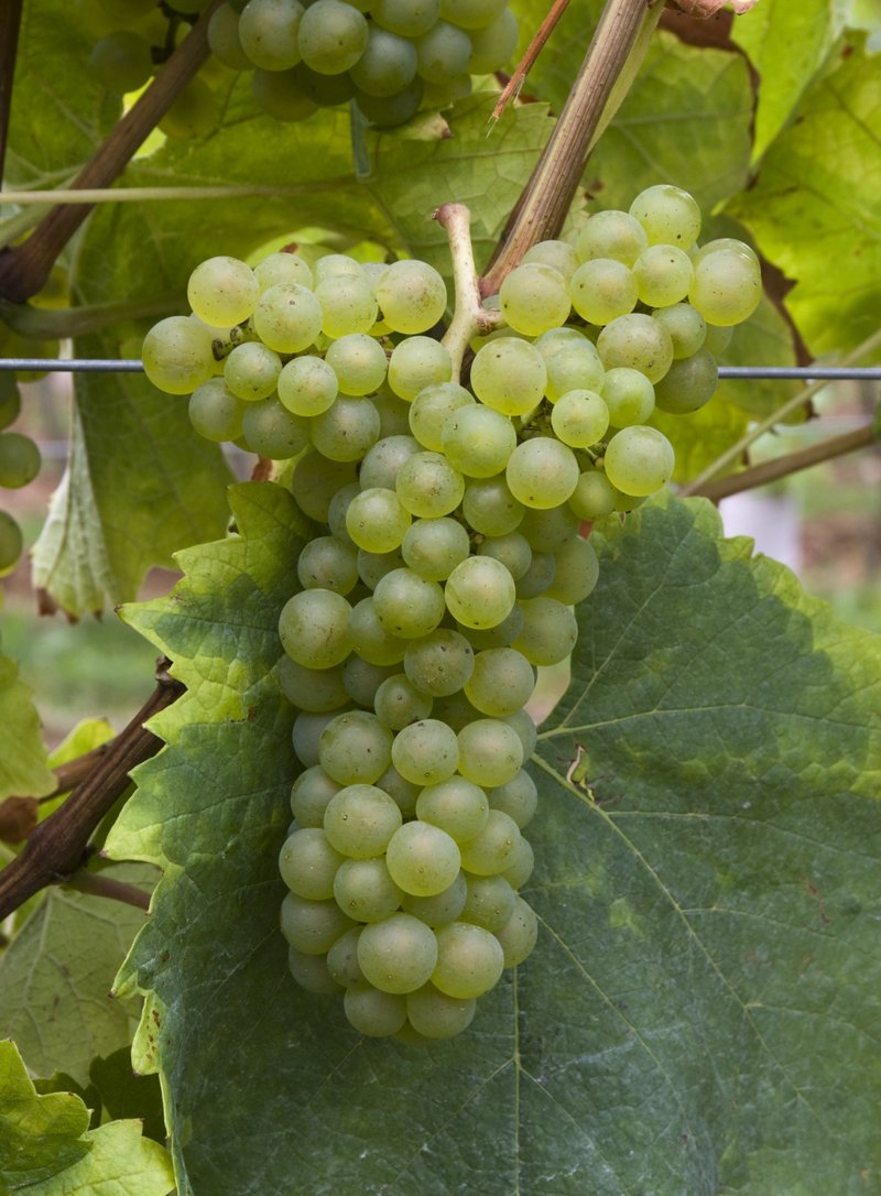 Molette - Cluster in the field