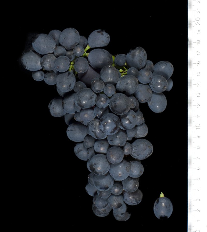 Montepulciano - Cluster in the laboratory