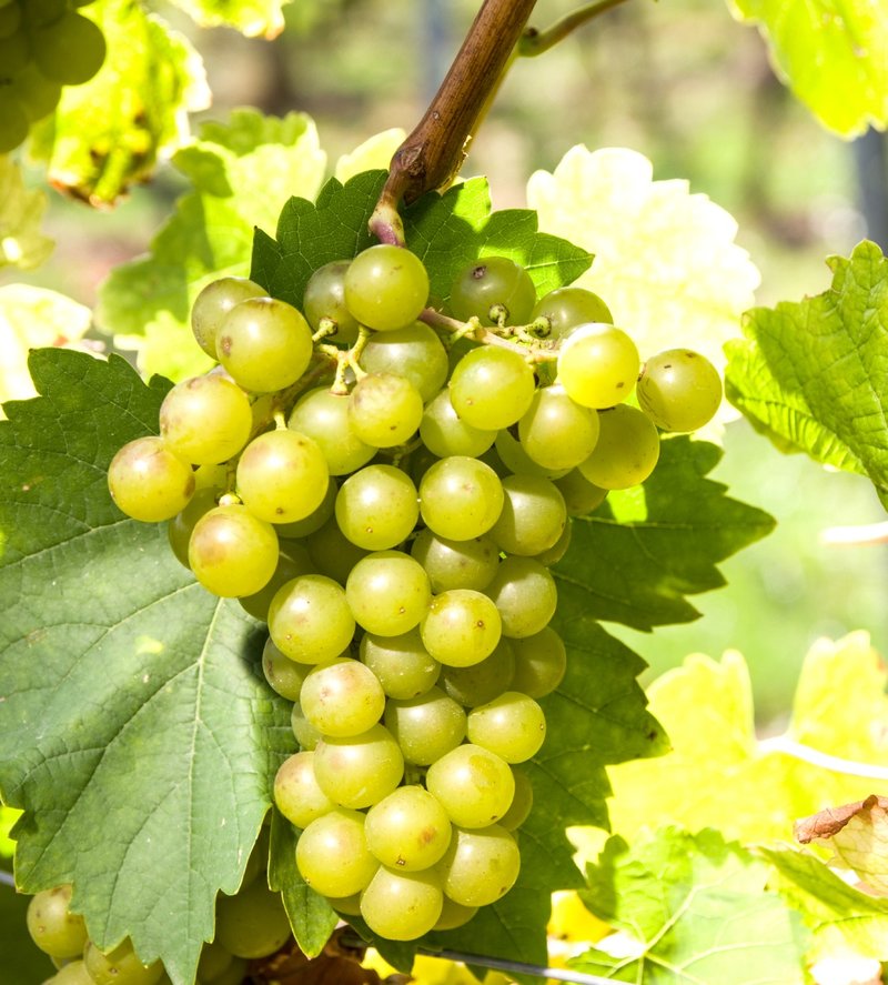 Morio Muskat - Cluster in the field