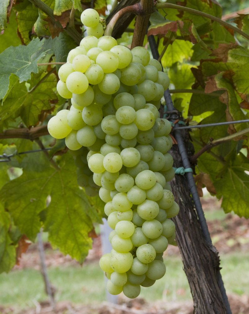 Moscato Di Terracina - Cluster in the field