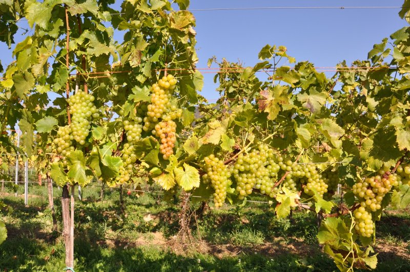 Moscato Giallo - Full plant