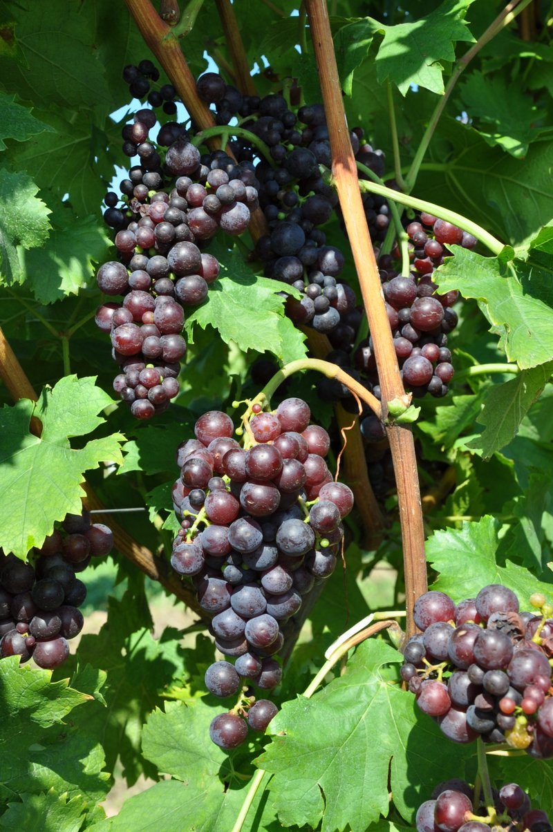 Tamjanika Crna - Full plant