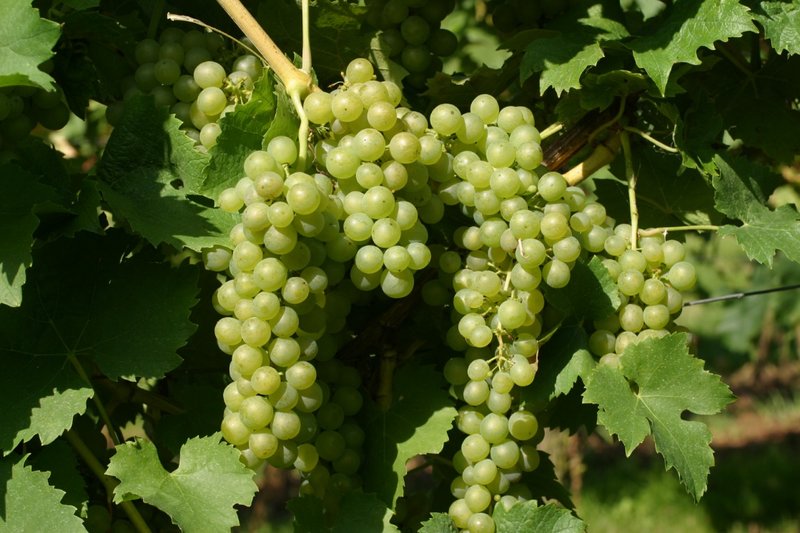 Mueller Thurgau Weiss - Full plant