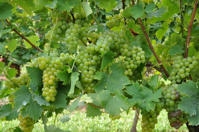 Muscat a Petits Grains Blancs - Full plant