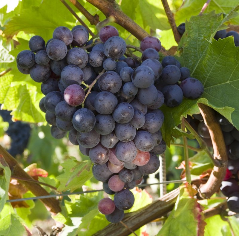 Muscat Hamburg - Cluster in the field