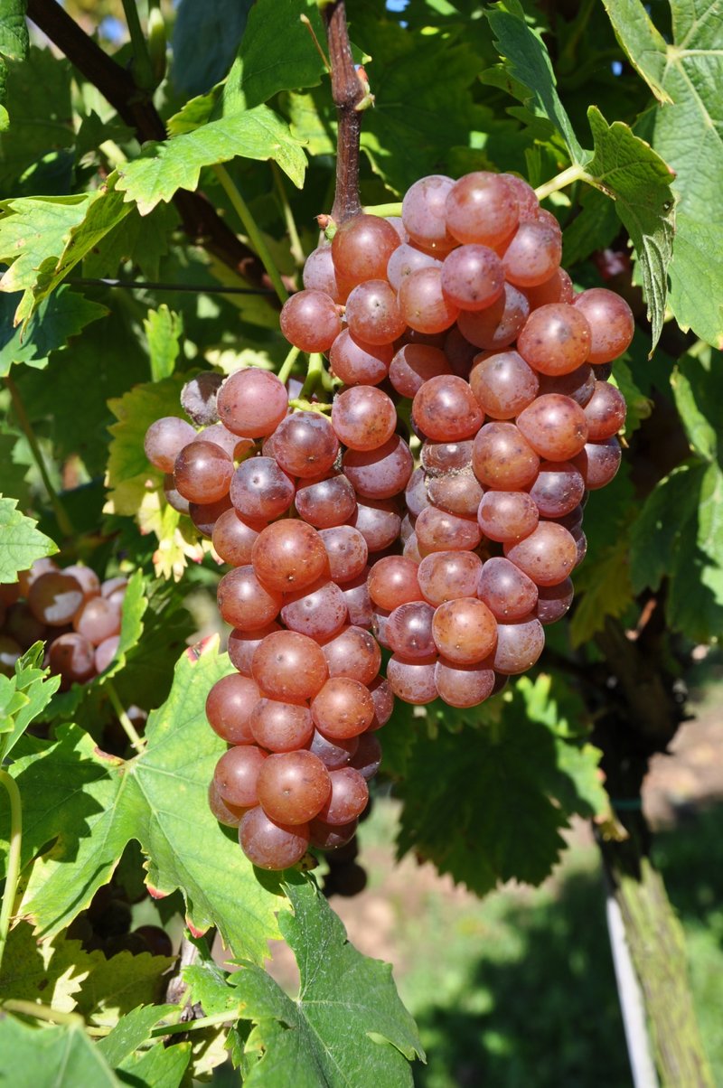 Muscat a Petits Grains Rouges - Cluster in the field