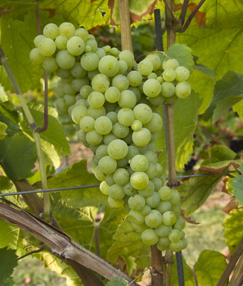 Mustoasa de Maderat - Cluster in the field