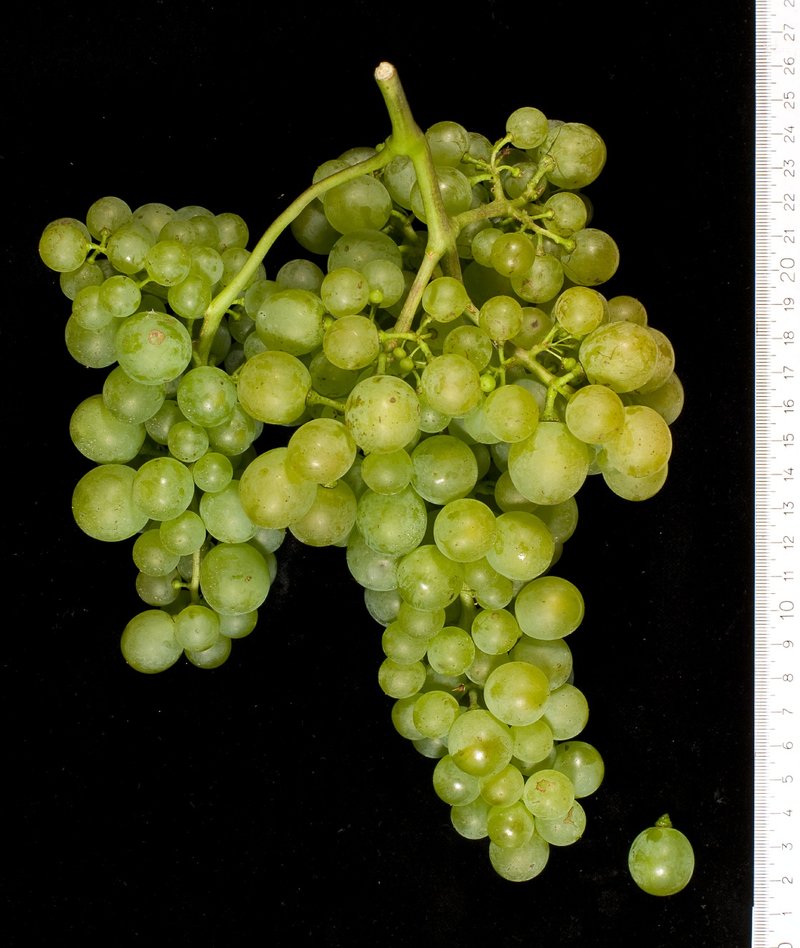 Nasco - Cluster in the laboratory