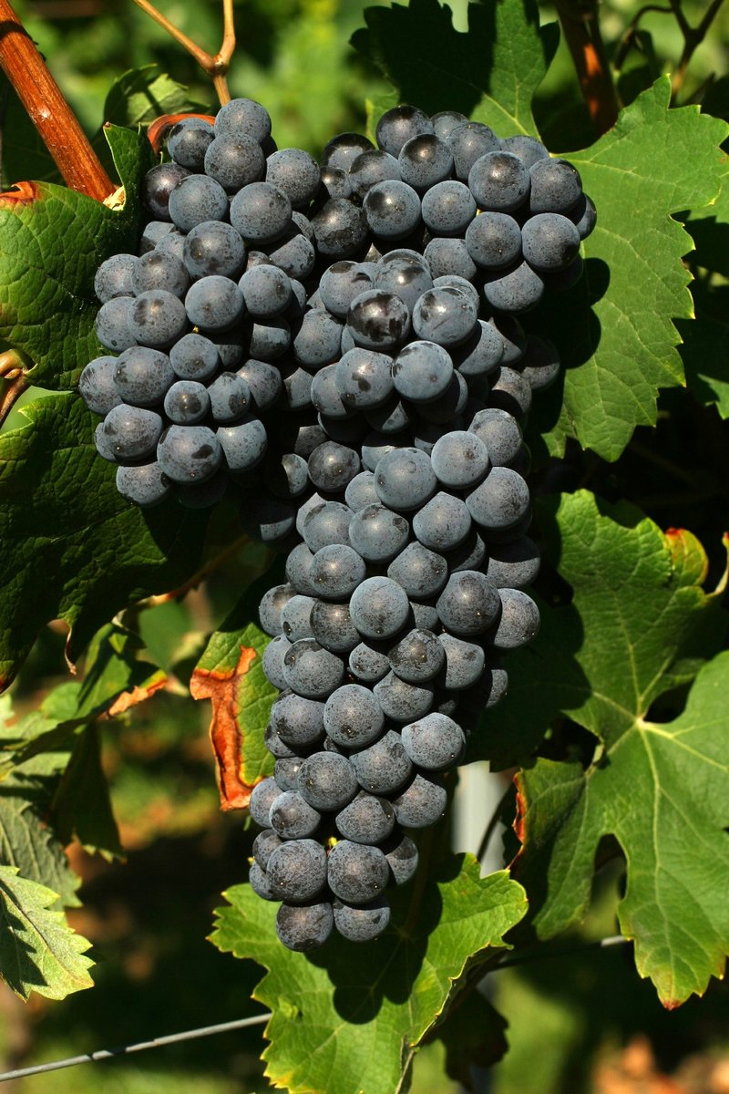 Nebbiolo - Cluster in the field