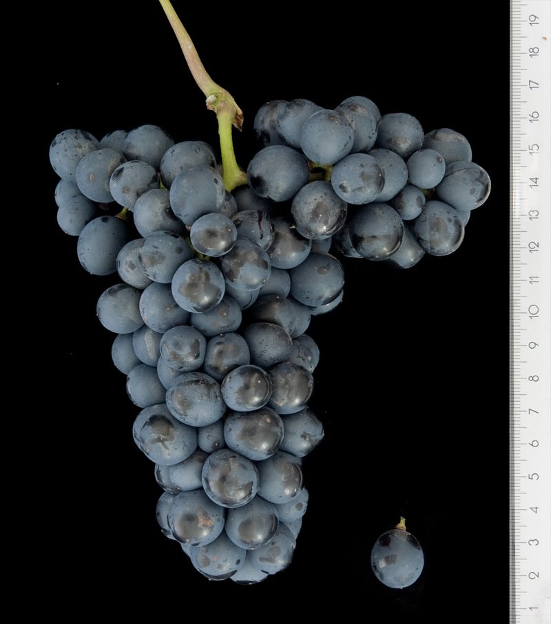 Negrette - Cluster in the laboratory