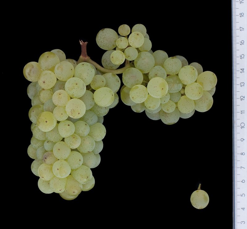 Neuburger - Cluster in the laboratory