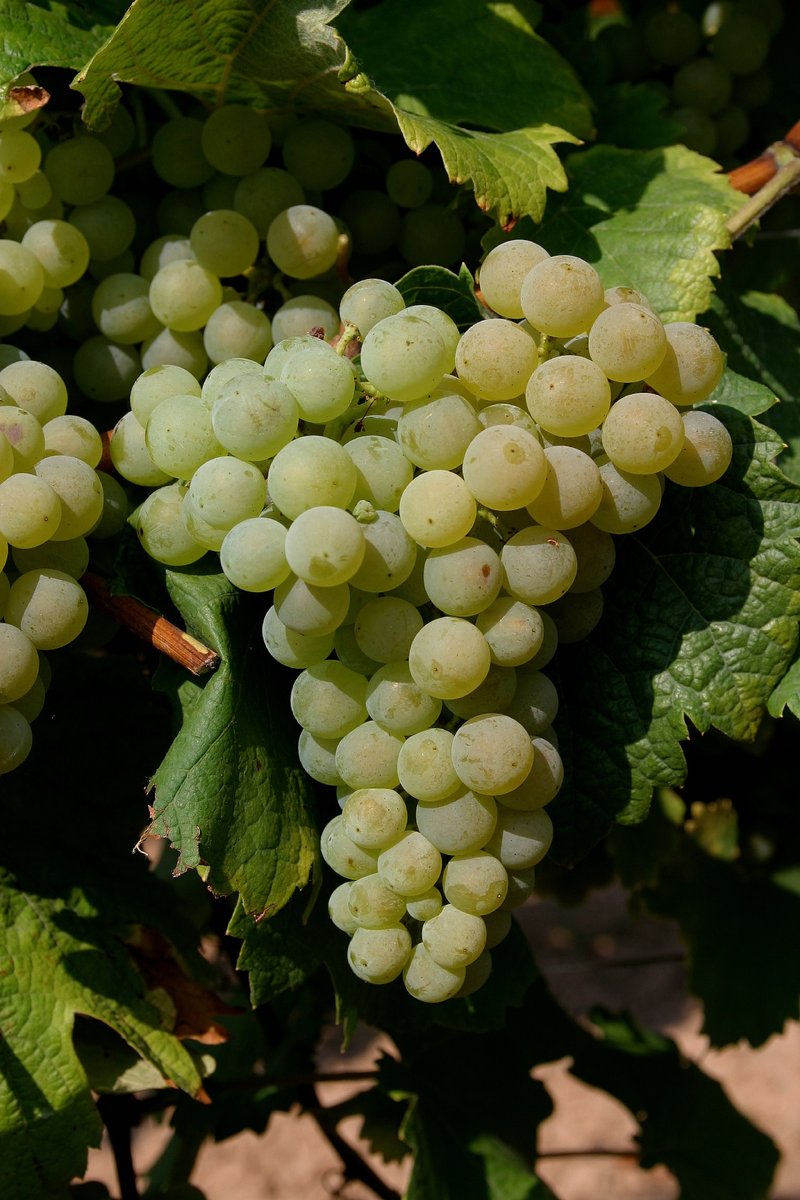 Bacchus Weiss - Cluster in the field