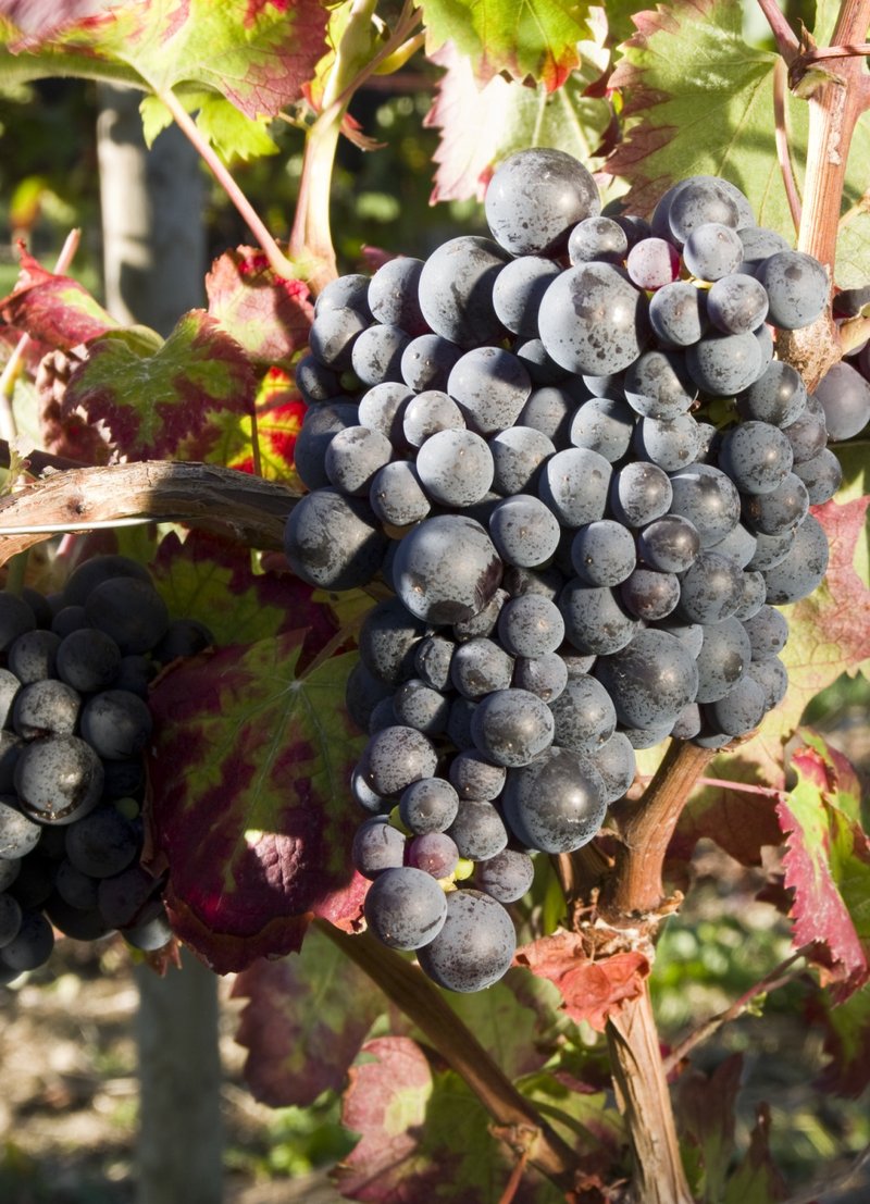 Nincusa - Cluster in the field