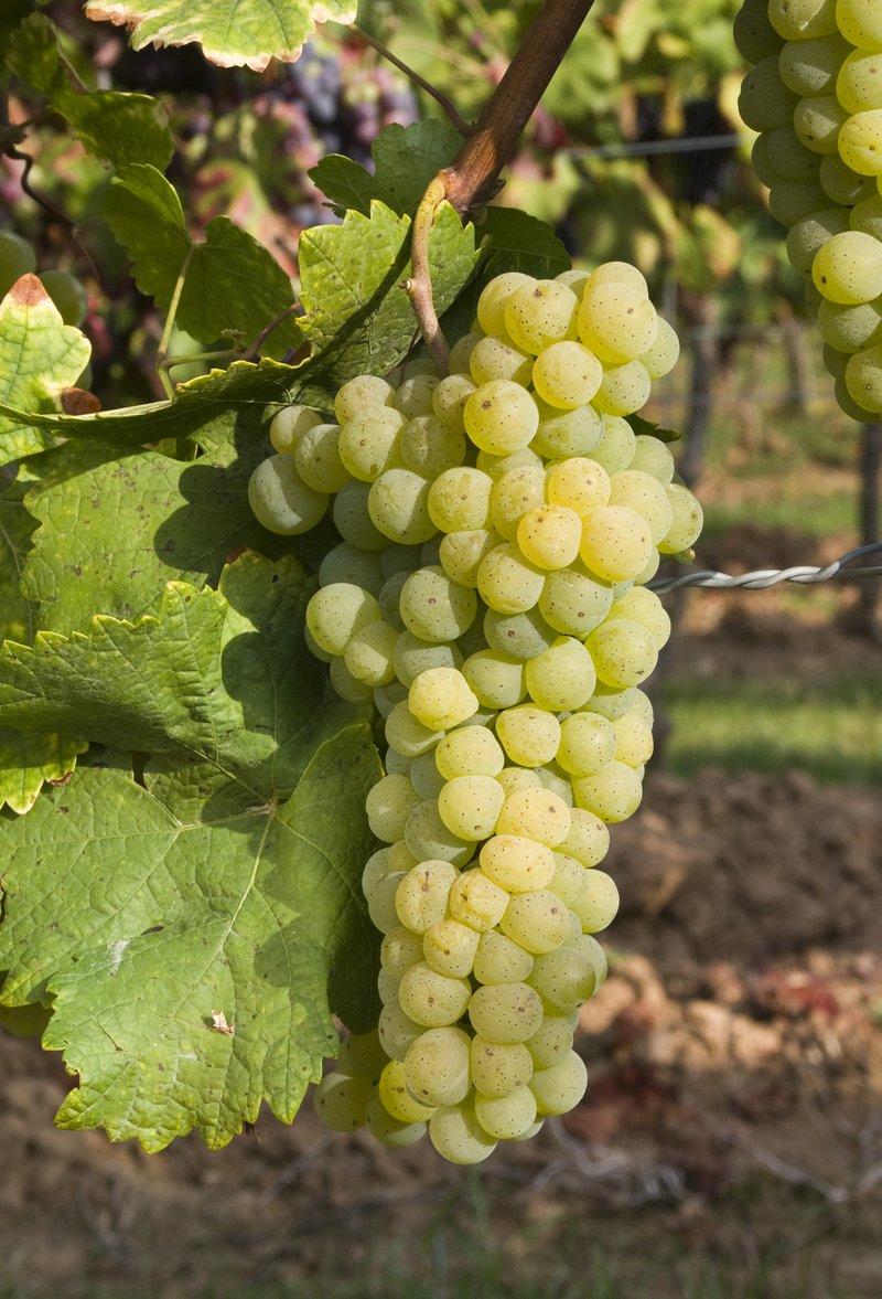 NOBLING - Cluster in the field