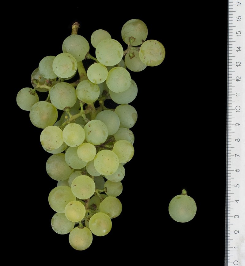 Nosiola - Cluster in the laboratory