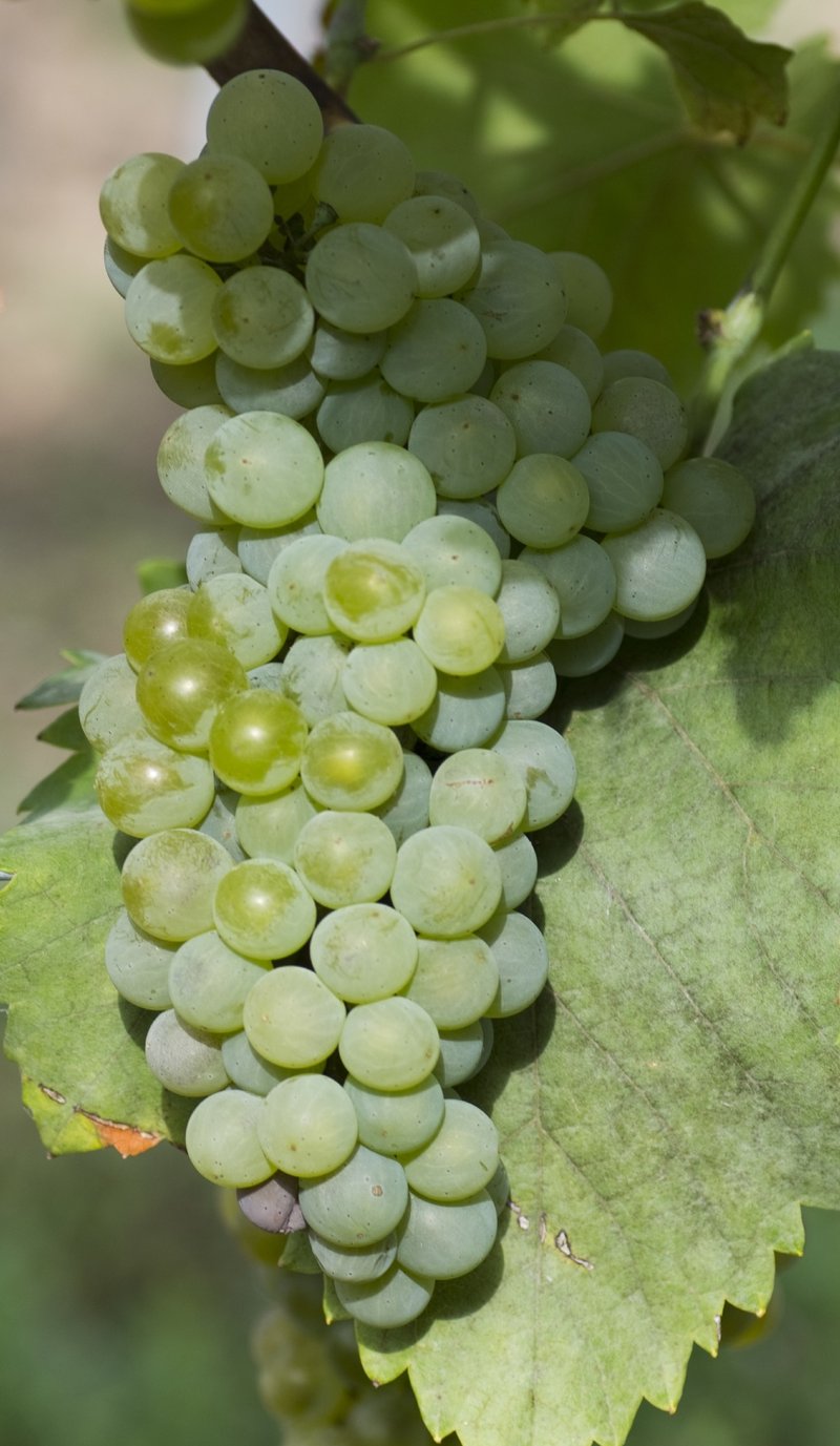 Orion - Cluster in the field