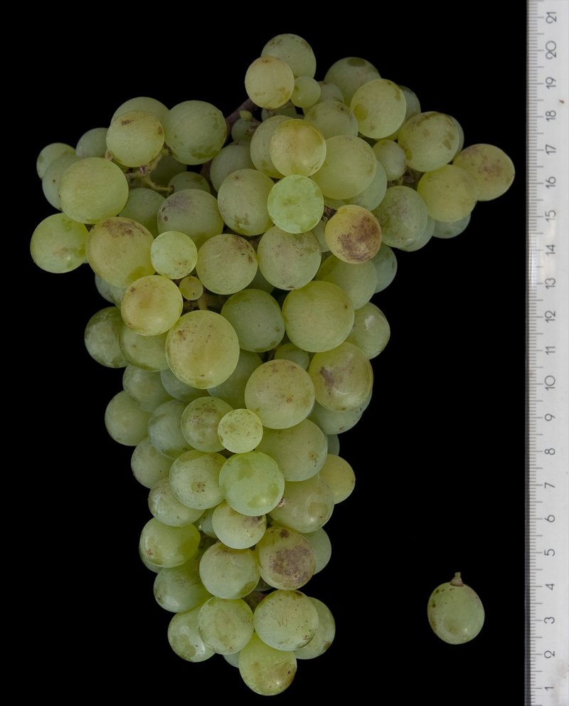 PASCAL BLANC - Cluster in the laboratory