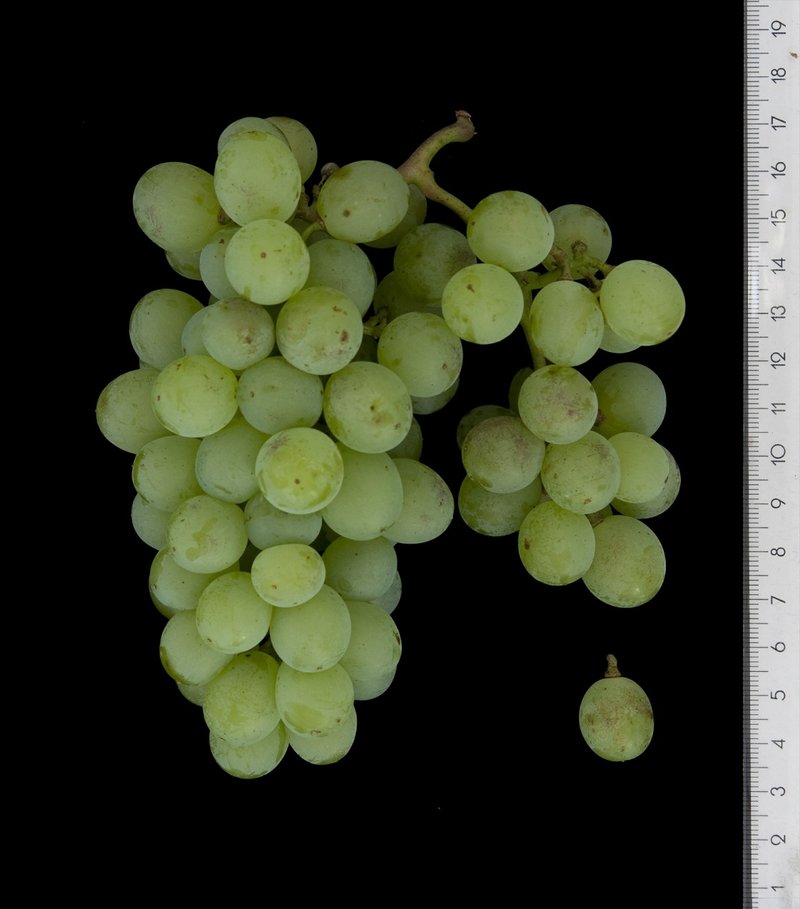 Pecsi Szagos - Cluster in the laboratory