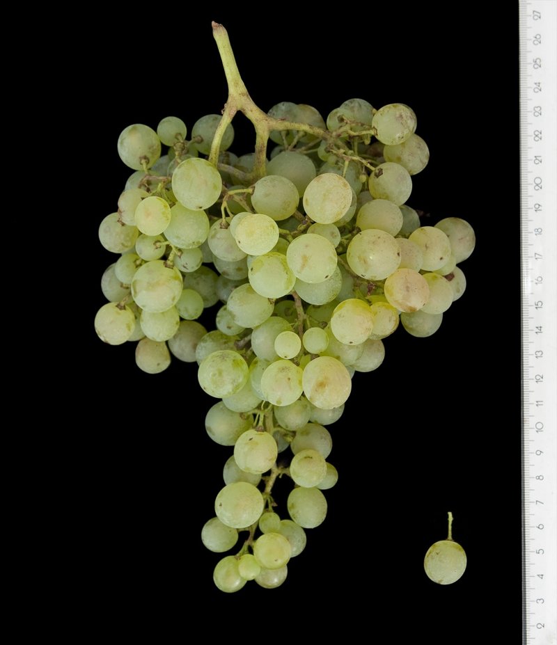 Pedro Ximenez - Cluster in the laboratory