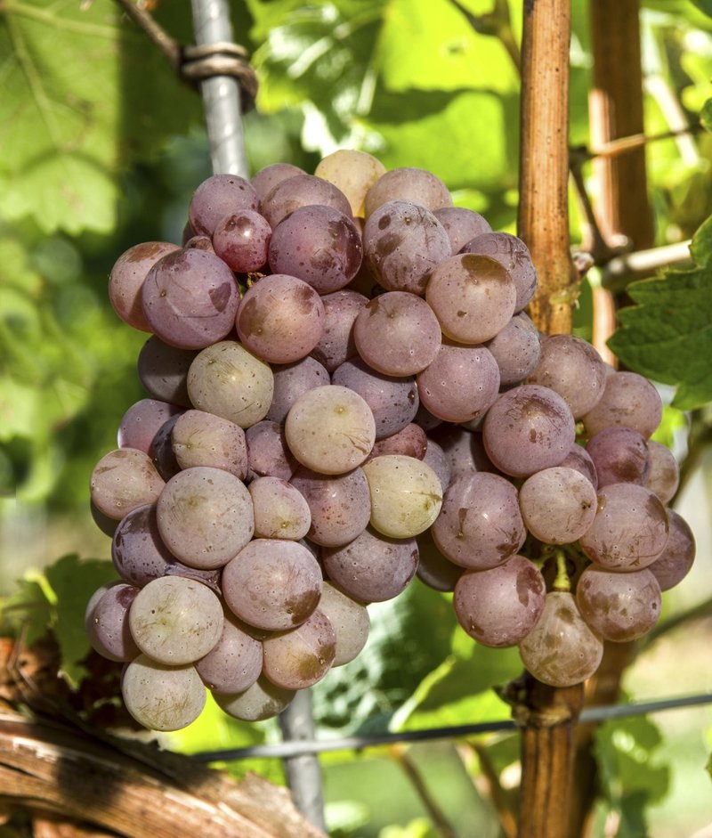 PERLE - Cluster in the field