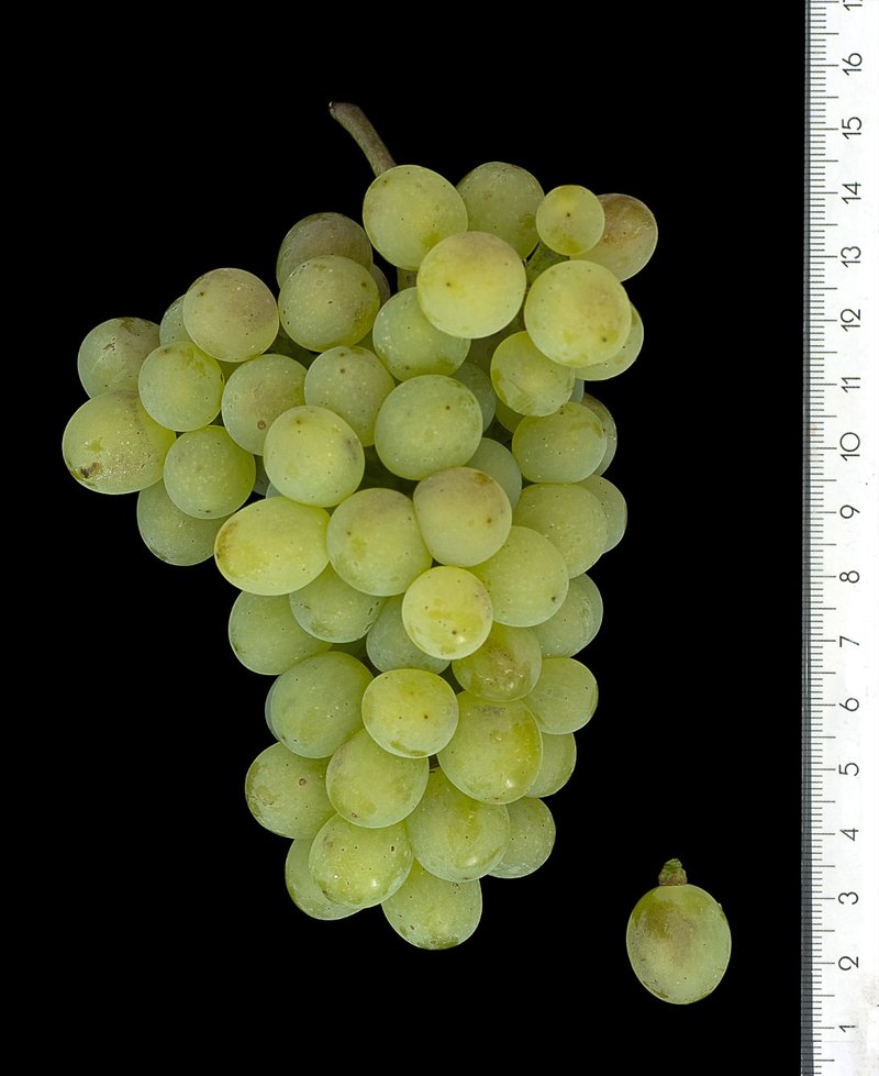 Csaba Gyoengye - Cluster in the laboratory