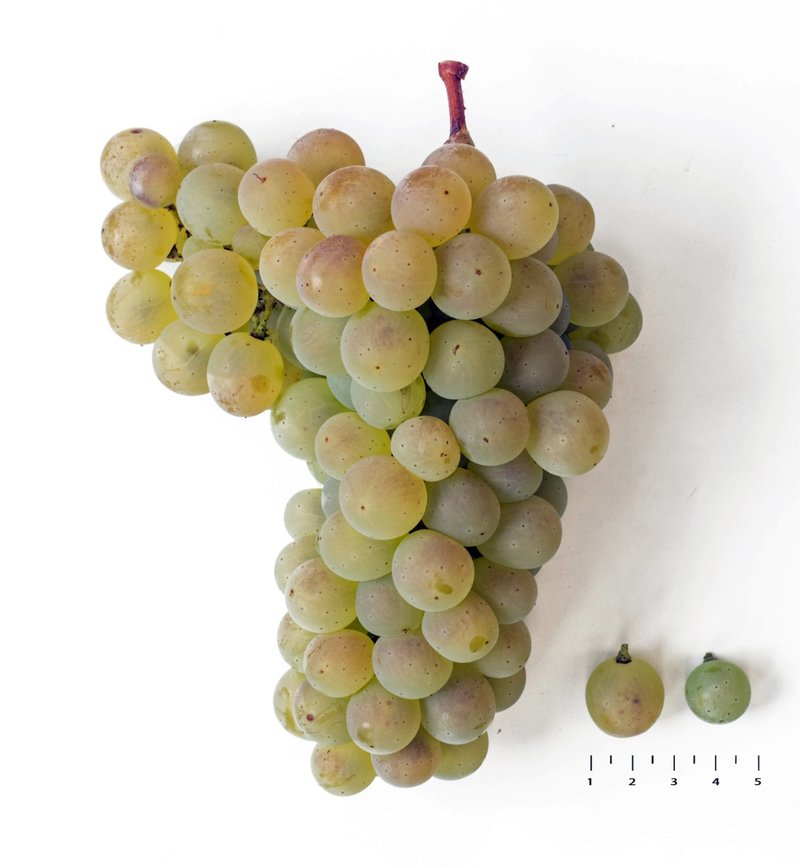 Phoenix - Cluster in the laboratory