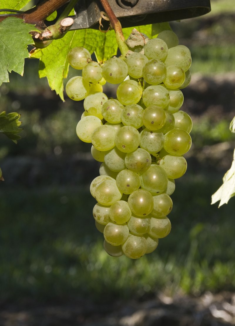 Pignoletto - Cluster in the field