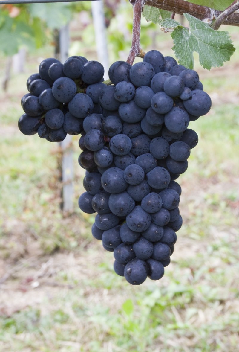 Pinot Meunier cluster in the field_17198