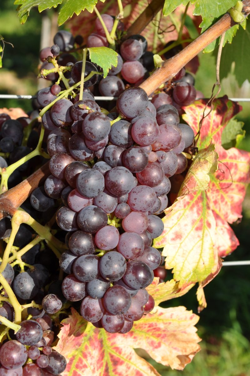 Piquepoul Noir - Cluster in the field