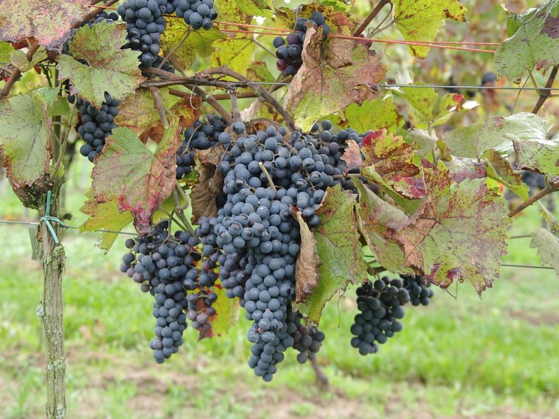 Plantet - Full plant