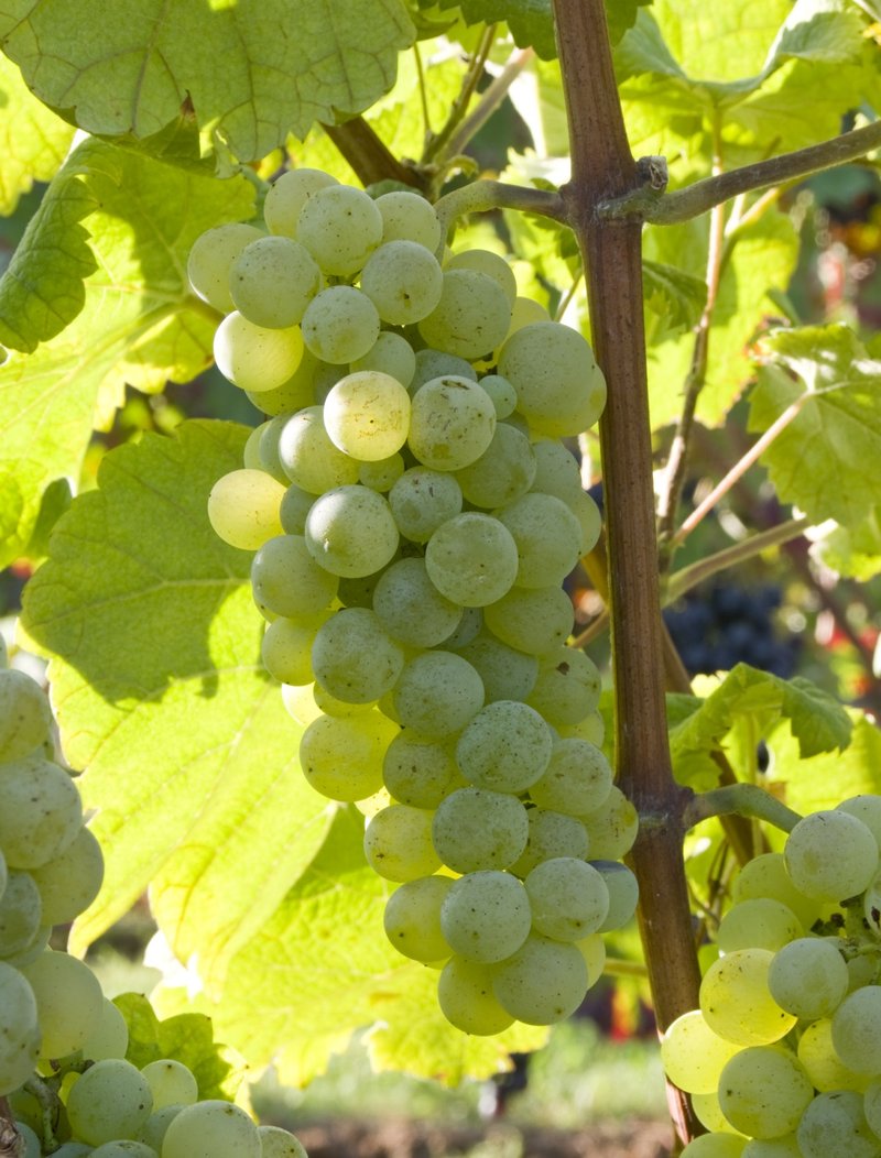 Plavaie - Cluster in the field