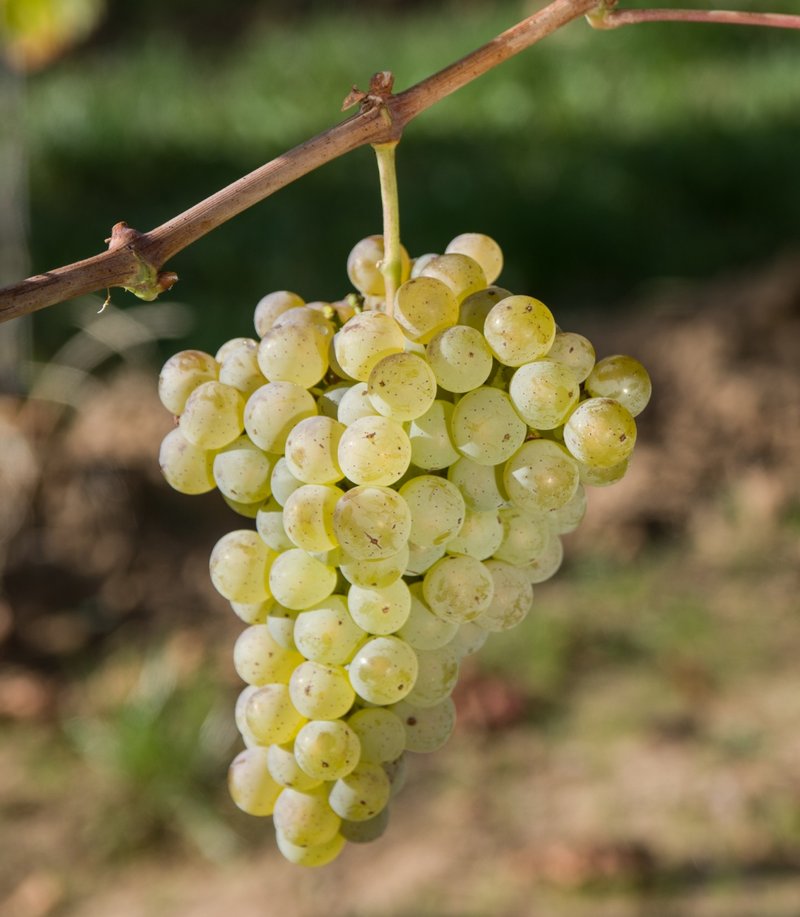 Pozsonyi - Cluster in the field