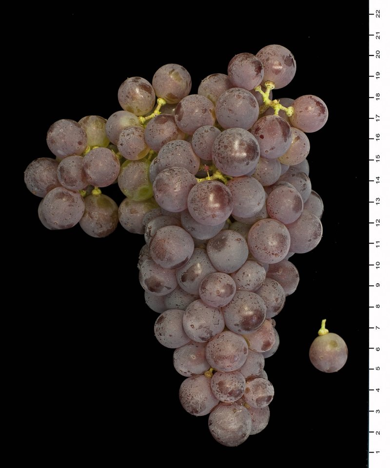 Barbaroux - Cluster in the laboratory