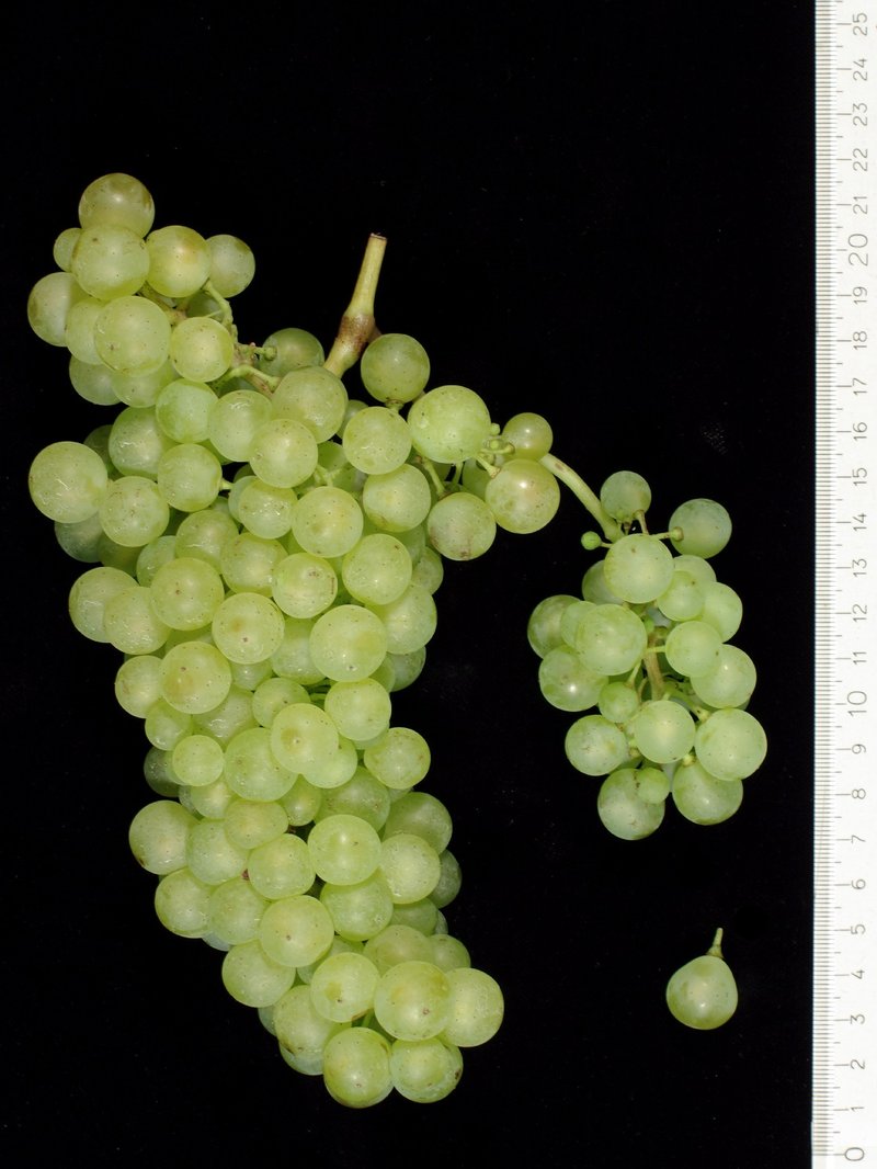 Ranfol Beli - Cluster in the laboratory