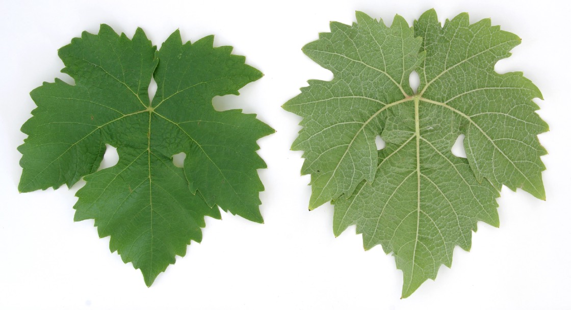 REICHENSTEINER - Mature leaf