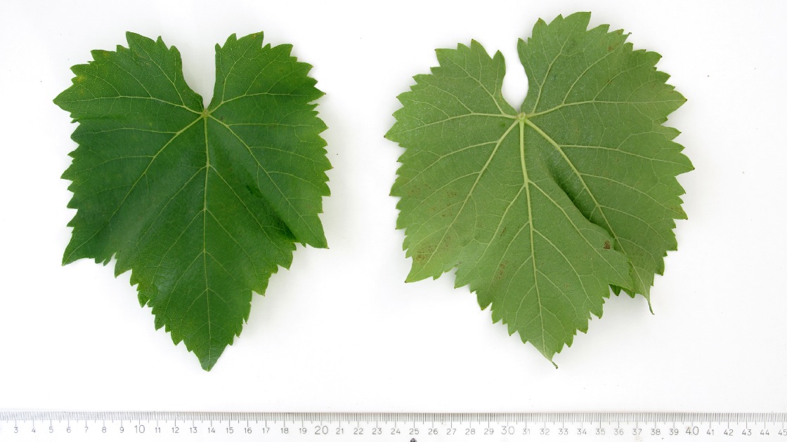 Ribolla Gialla - Mature leaf