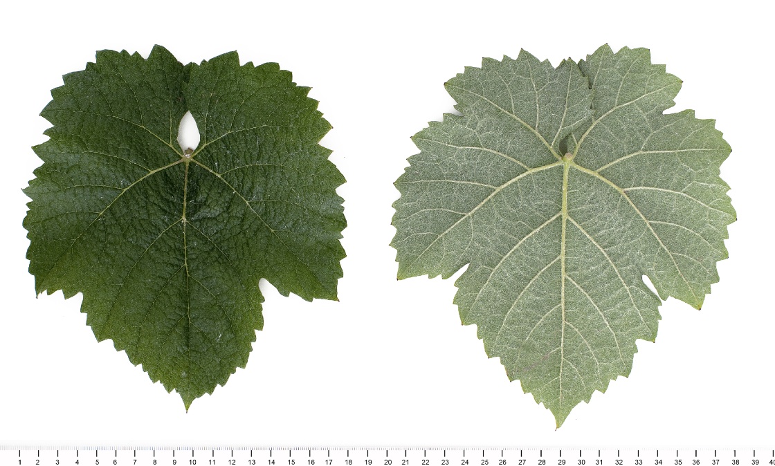 Baroque - Mature leaf