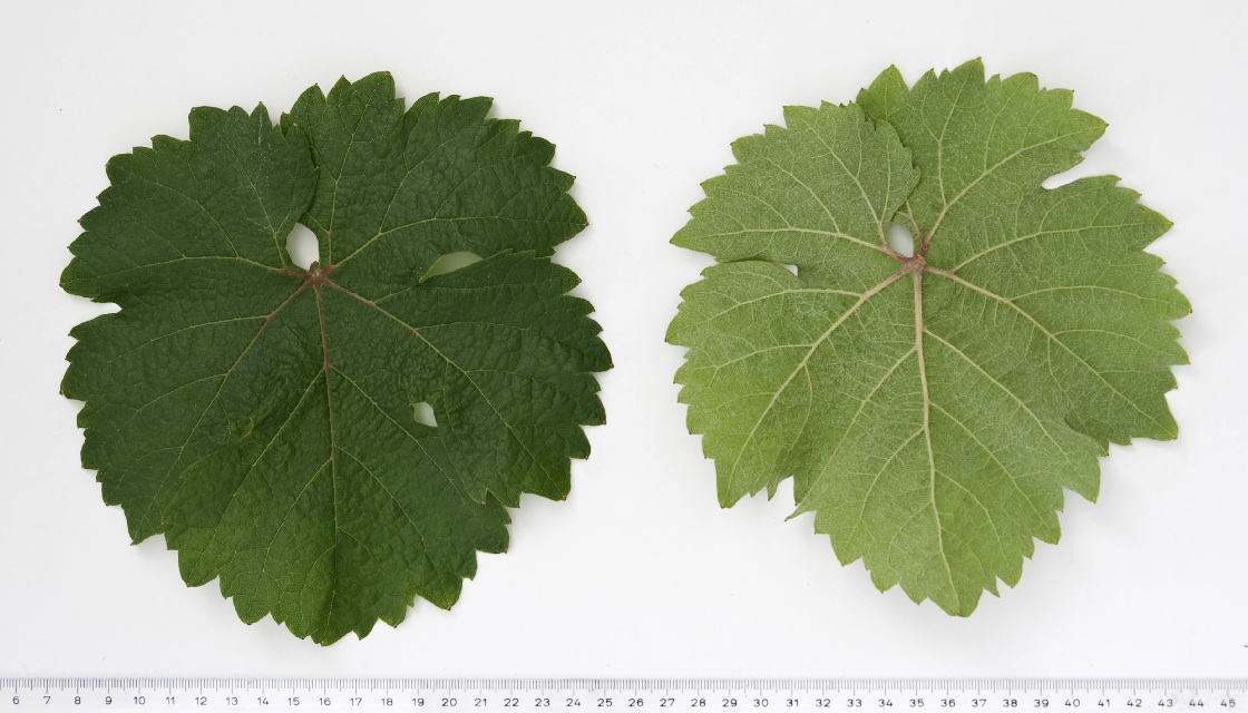 Riesling Weiss - Mature leaf