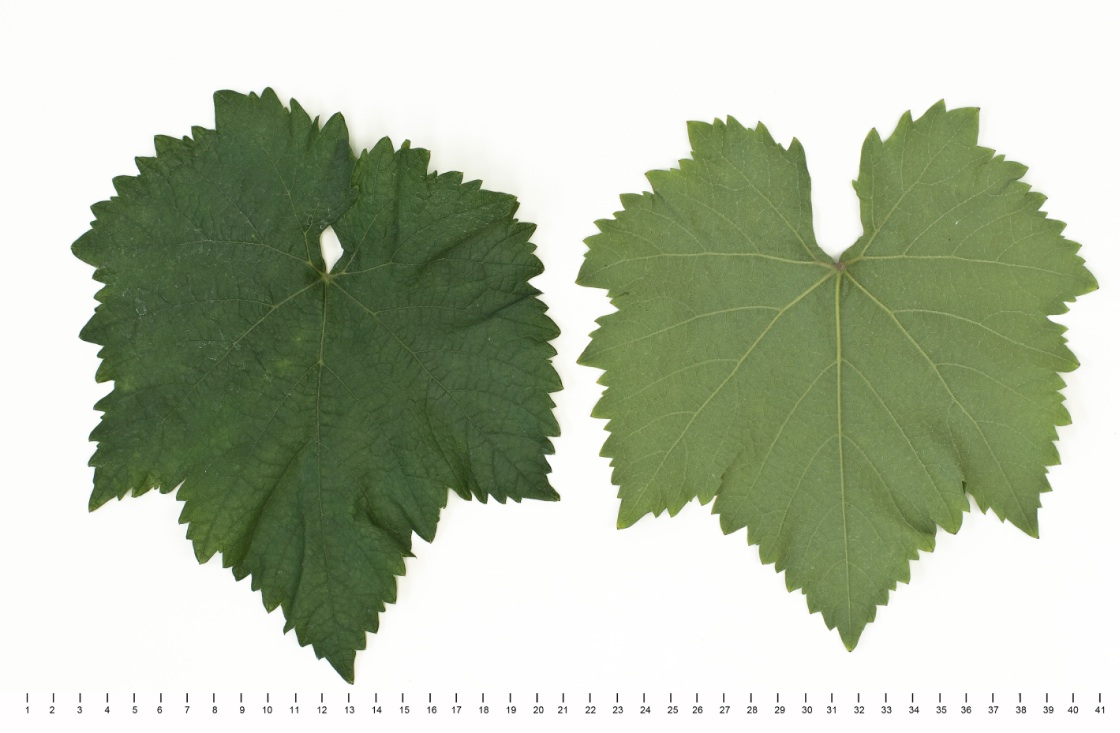 Rkatsiteli - Mature leaf