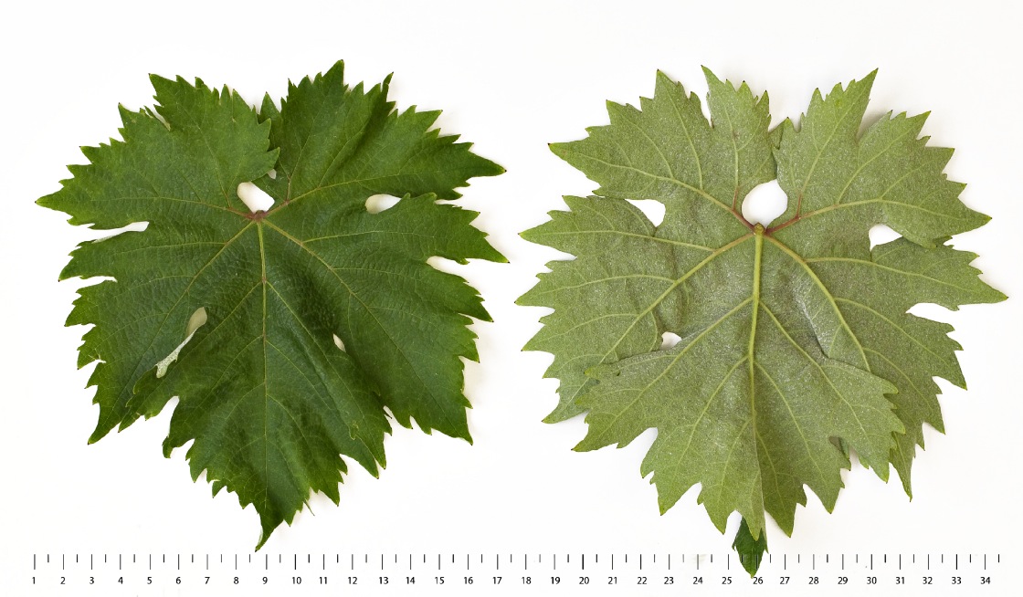 Bascan - Mature leaf