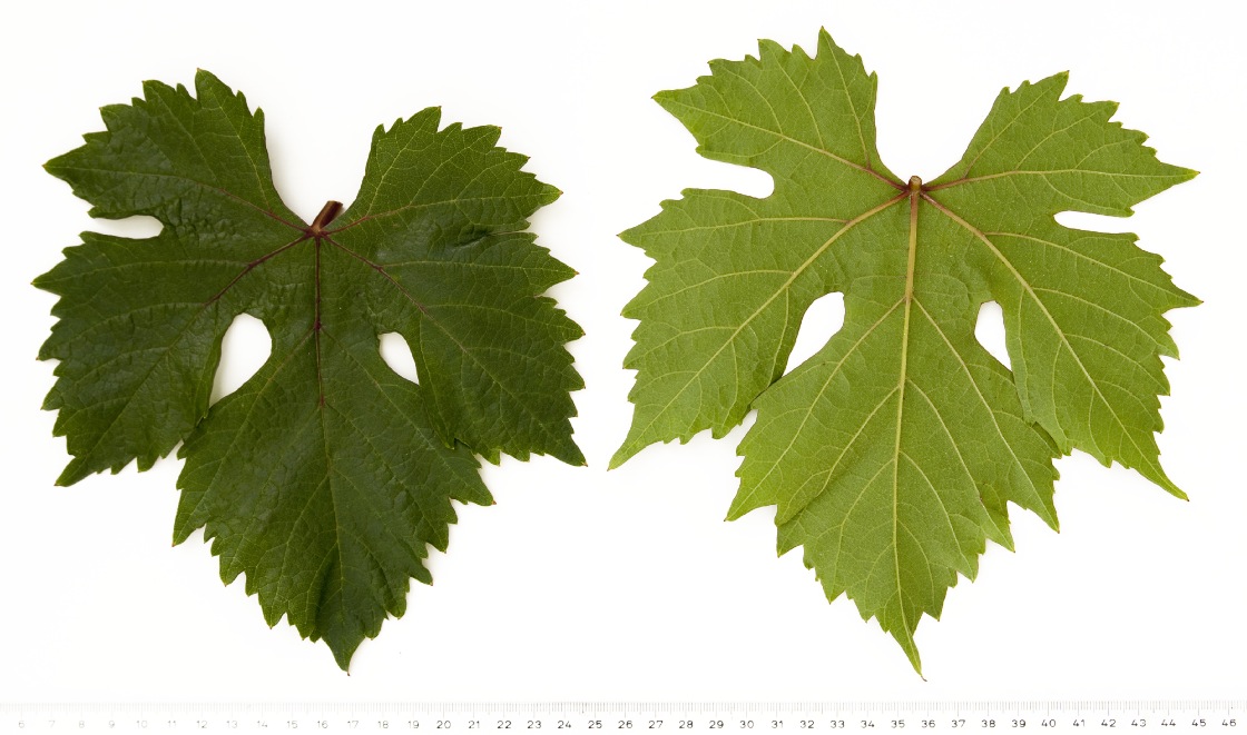 Rubin - Mature leaf